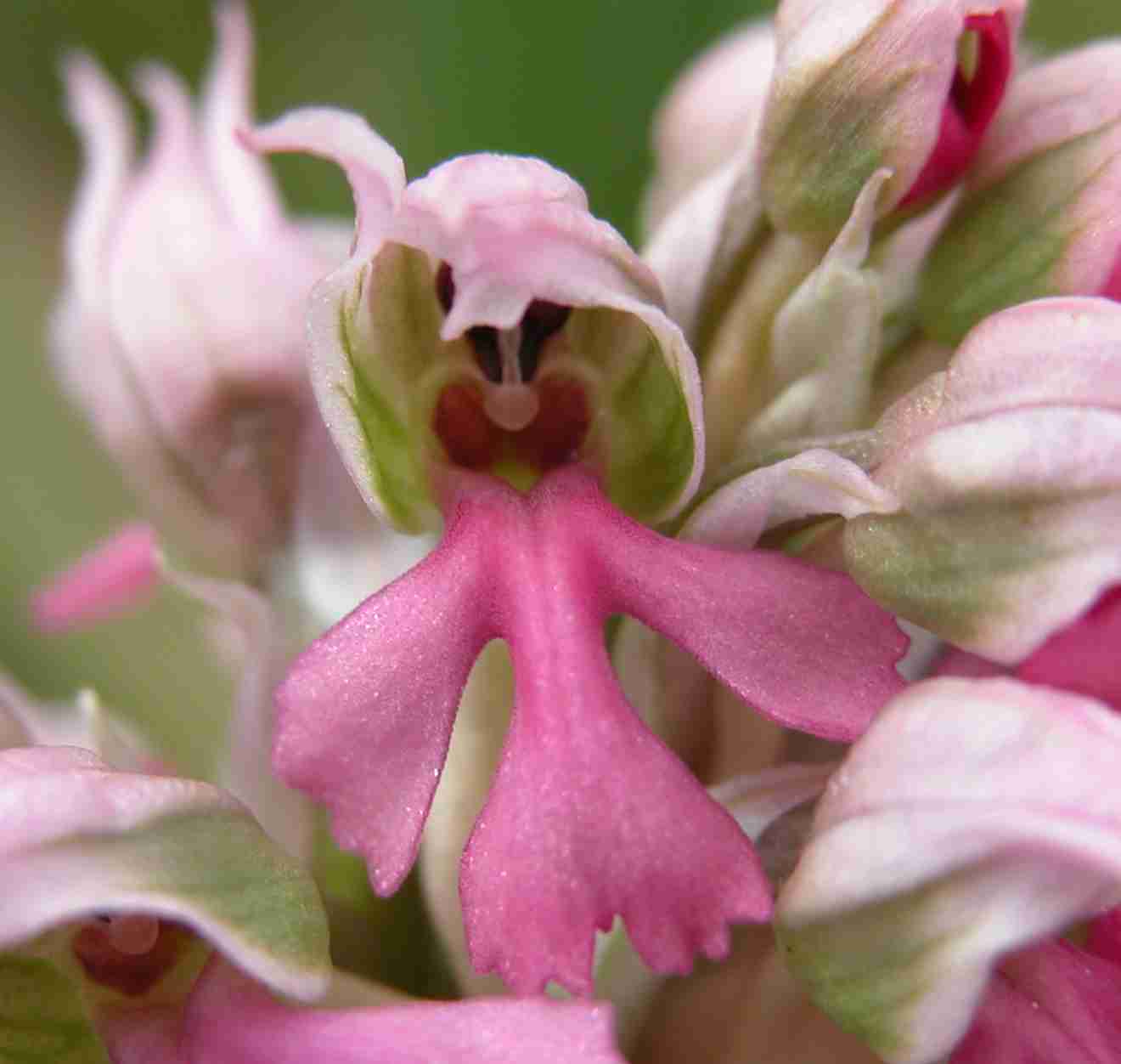 Variazioni cromatiche di Orchis lactea