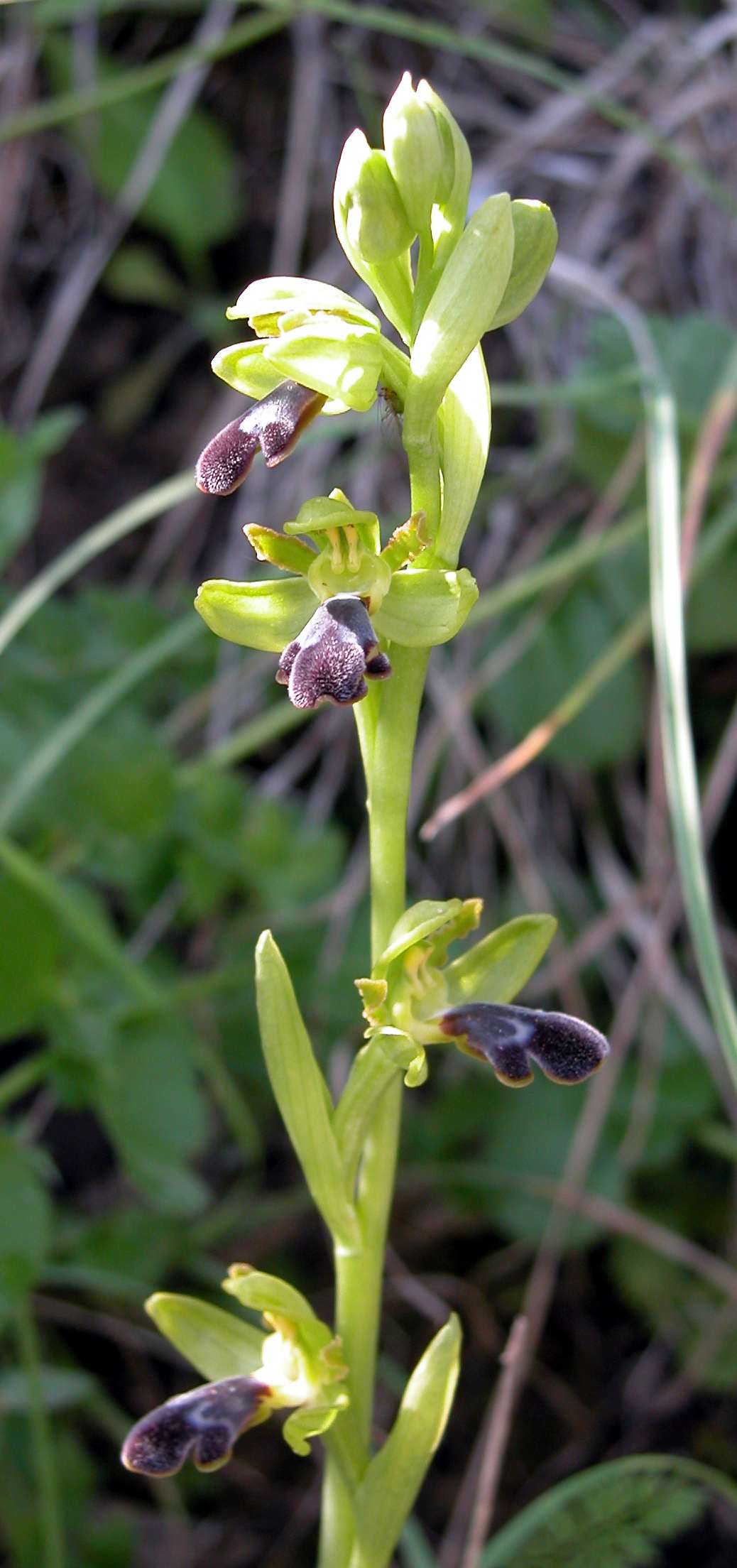 Ophrys mirabilis