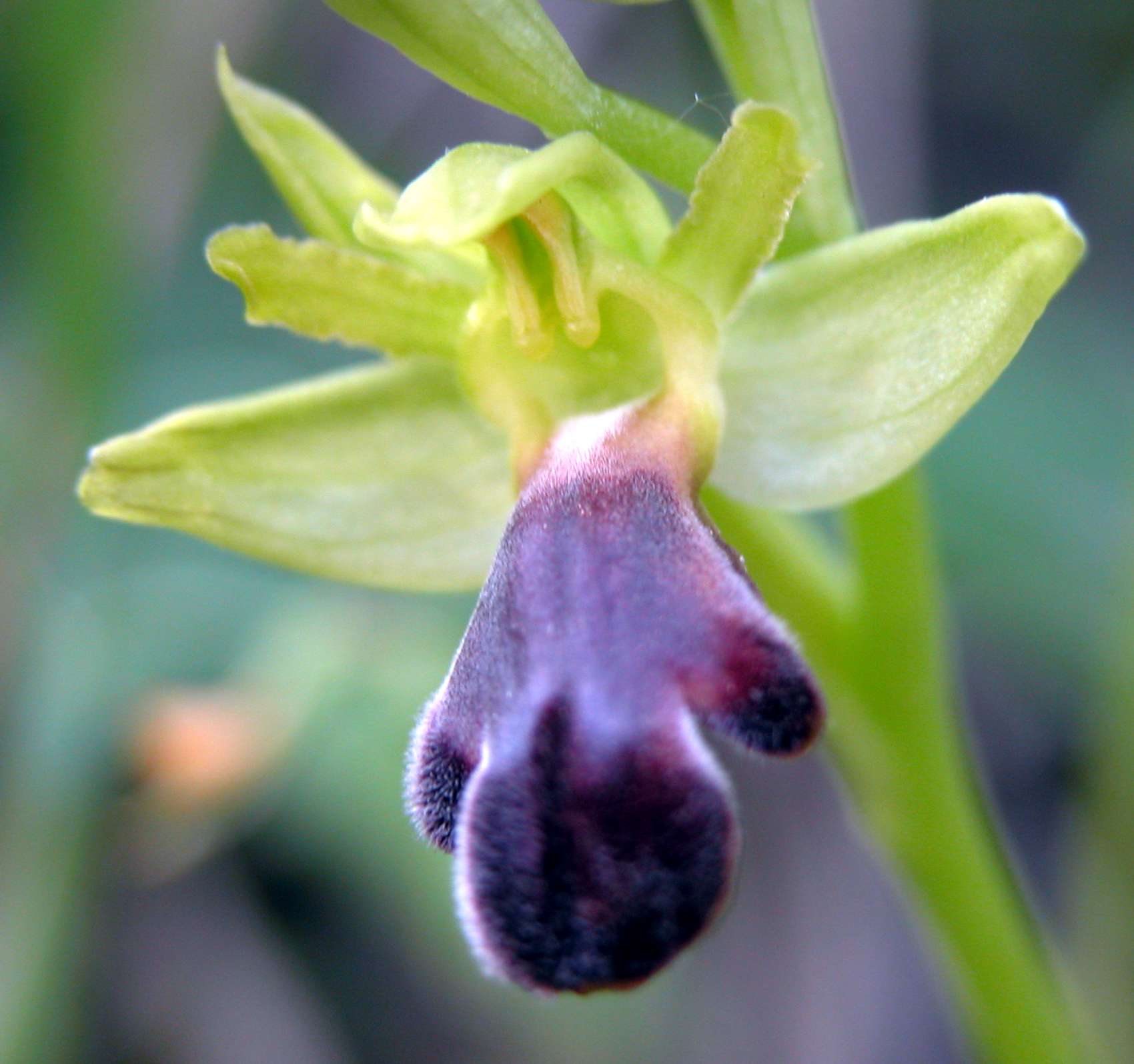 Ophrys mirabilis