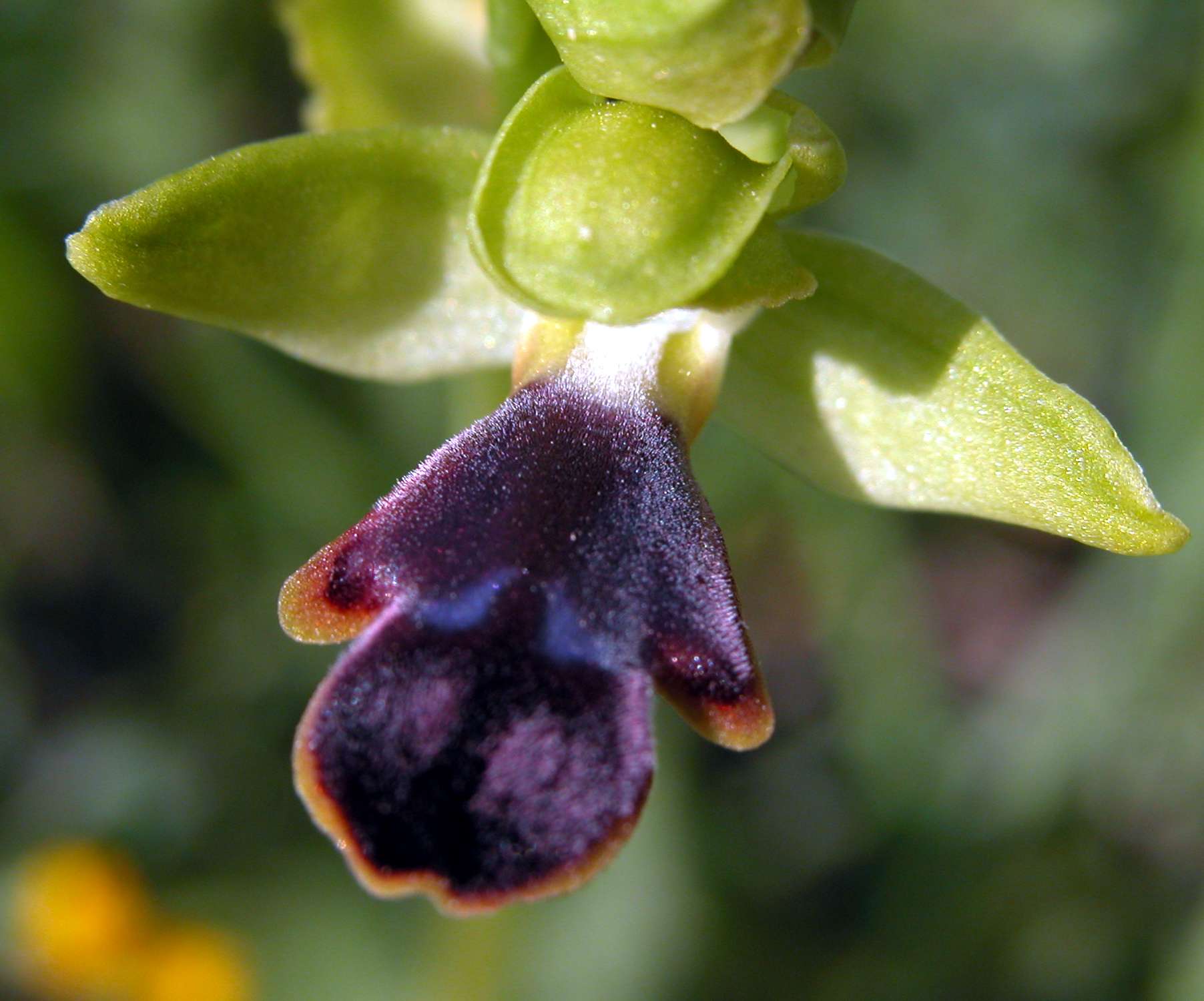 Ophrys mirabilis