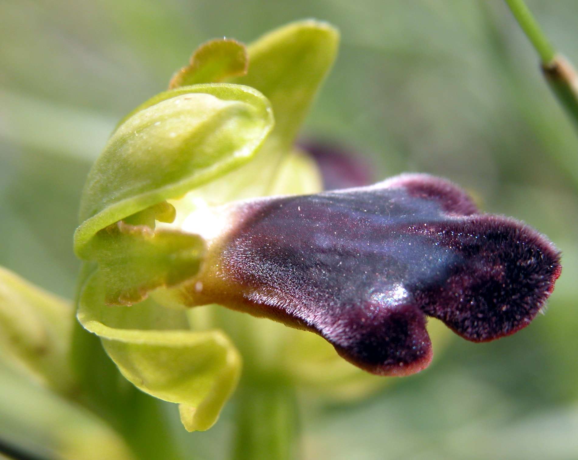 Ophrys mirabilis