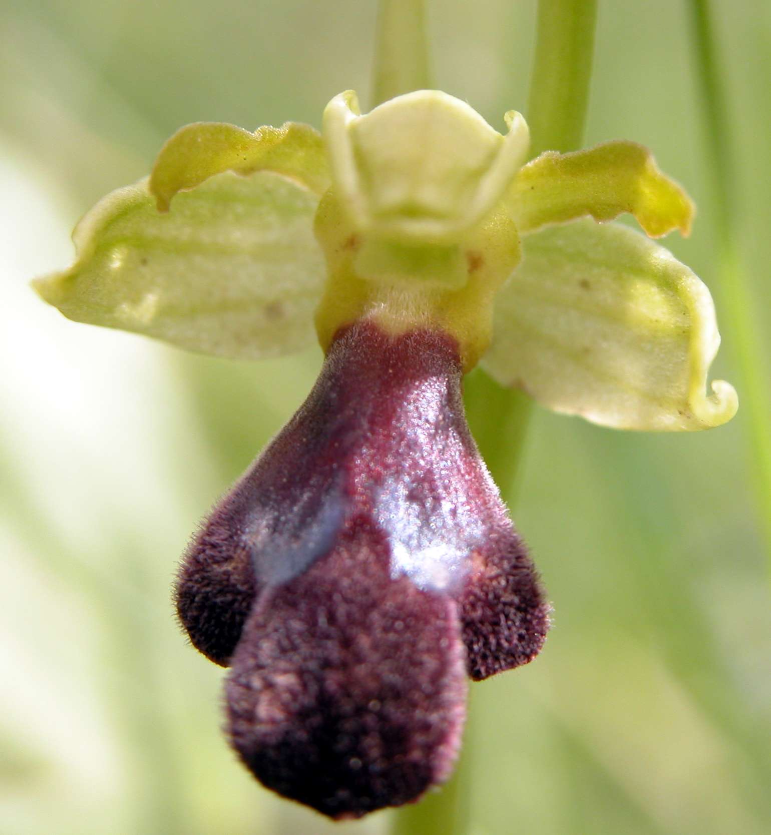 Ophrys mirabilis