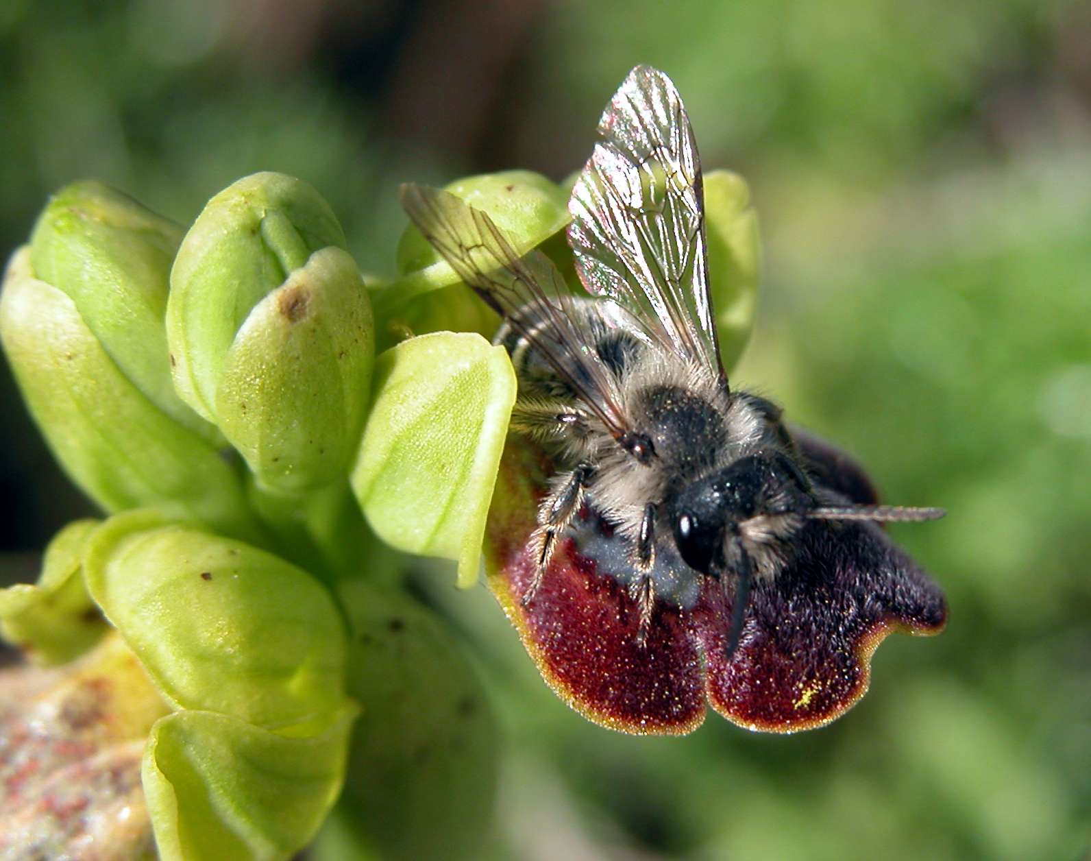 Pseudocopulazione su Ophrys (Orchidaceae)