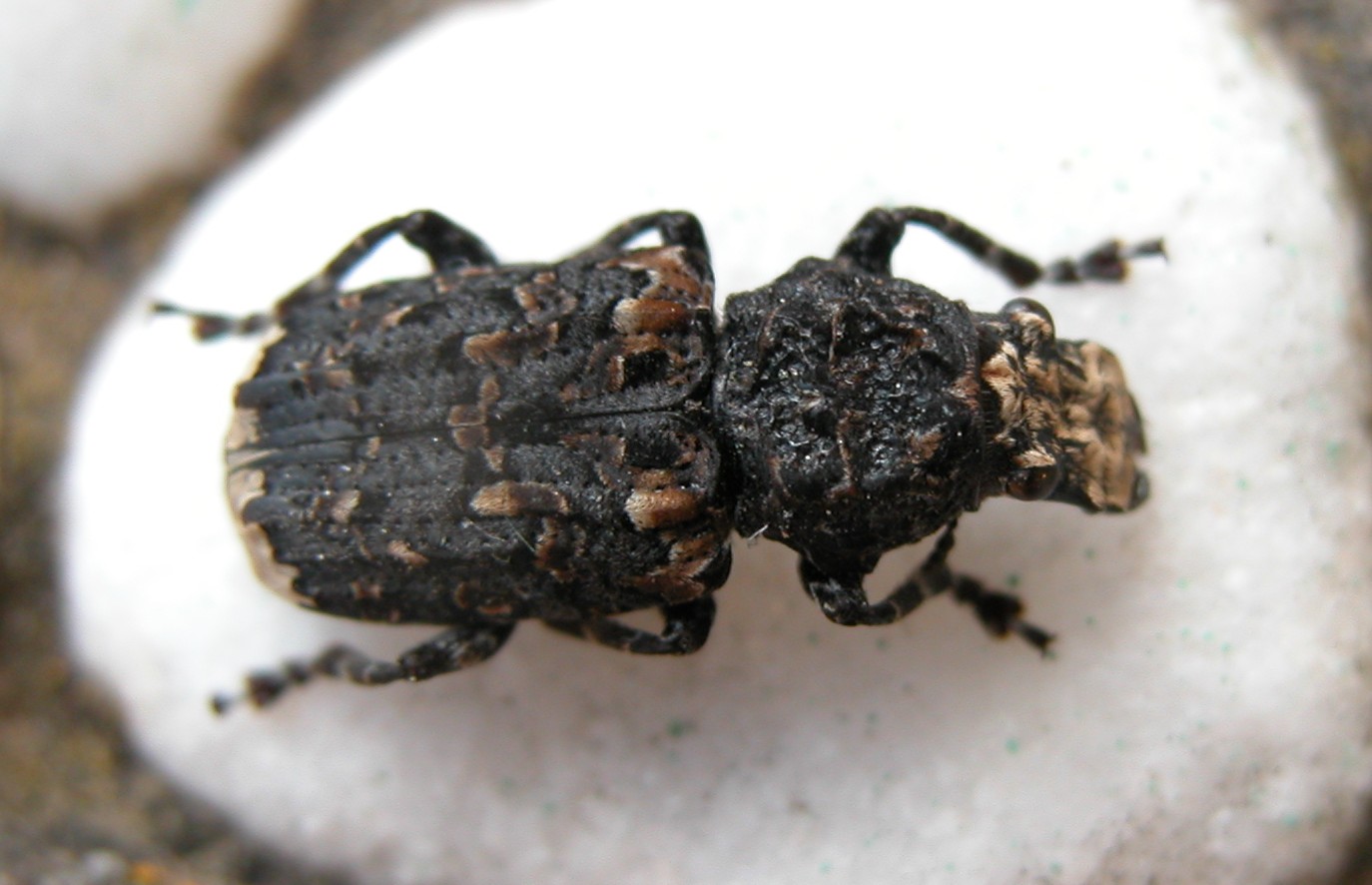 Platyrhinus resinosus in Sicilia (Col., Anthribidae)