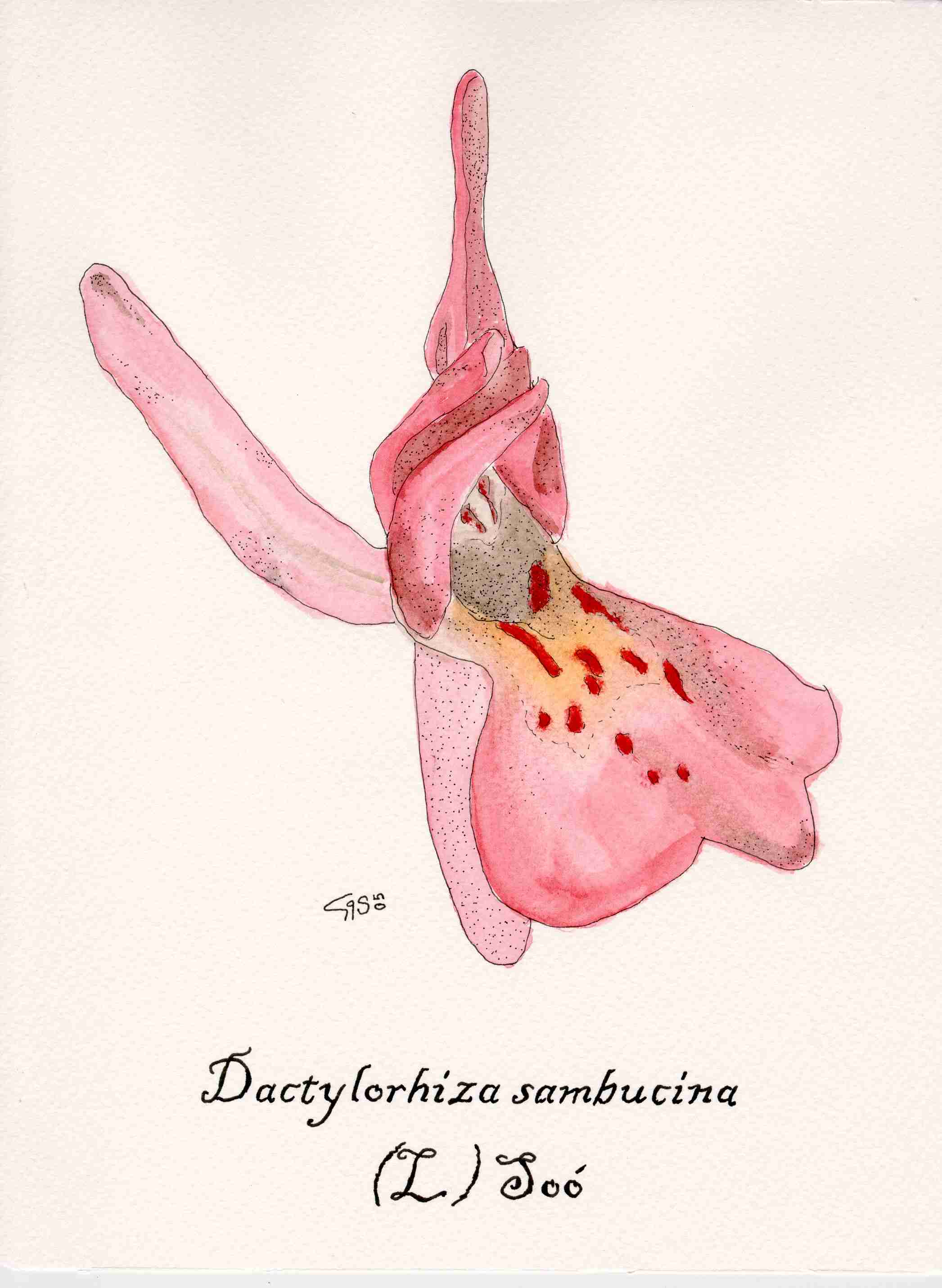 Acquarelli orchidee siciliane