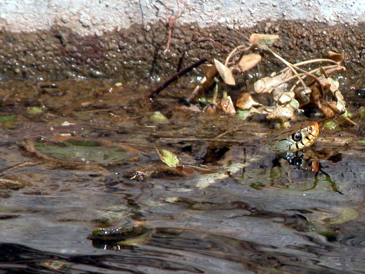 Natrix in acqua