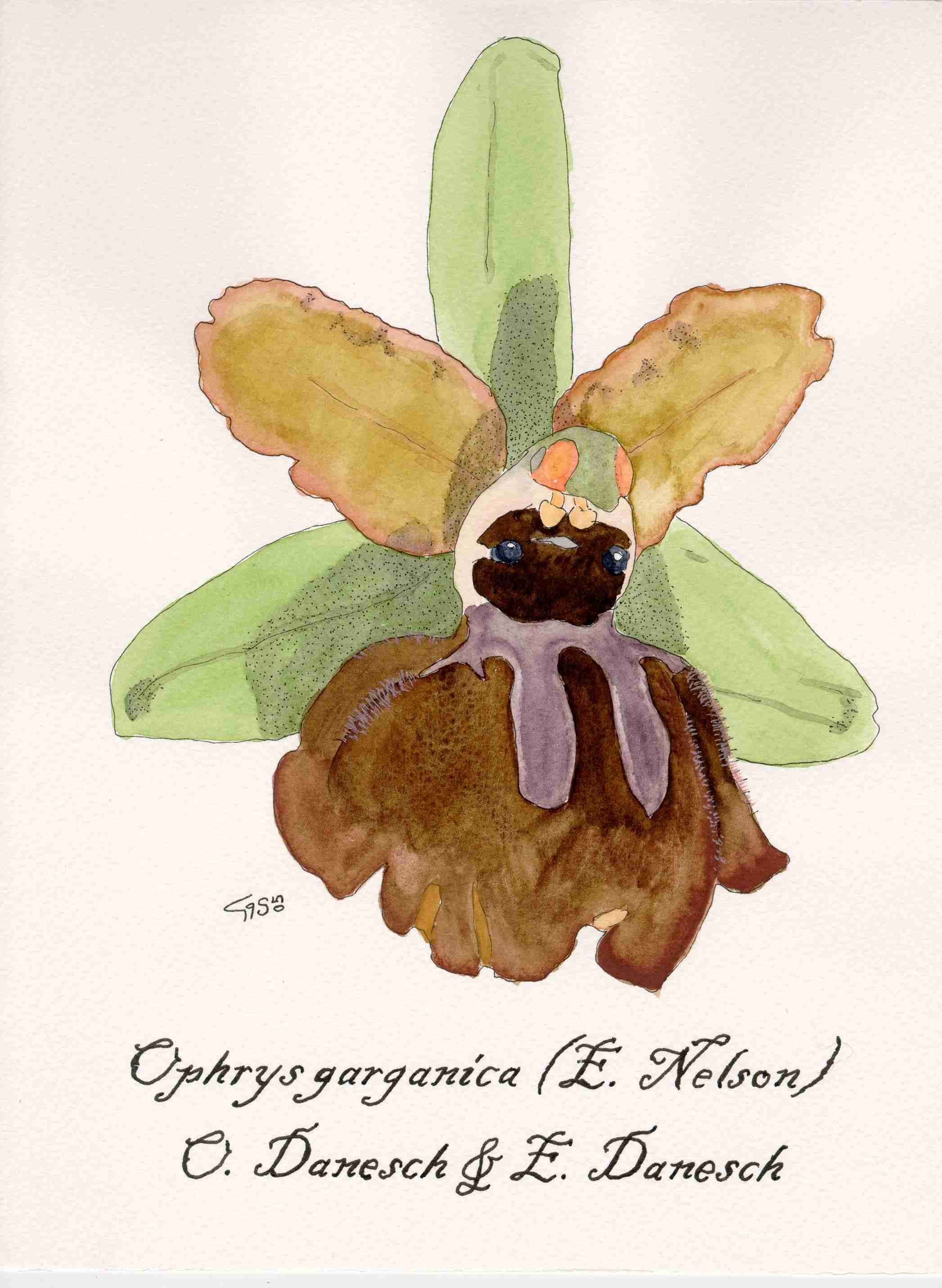 Acquarelli orchidee siciliane