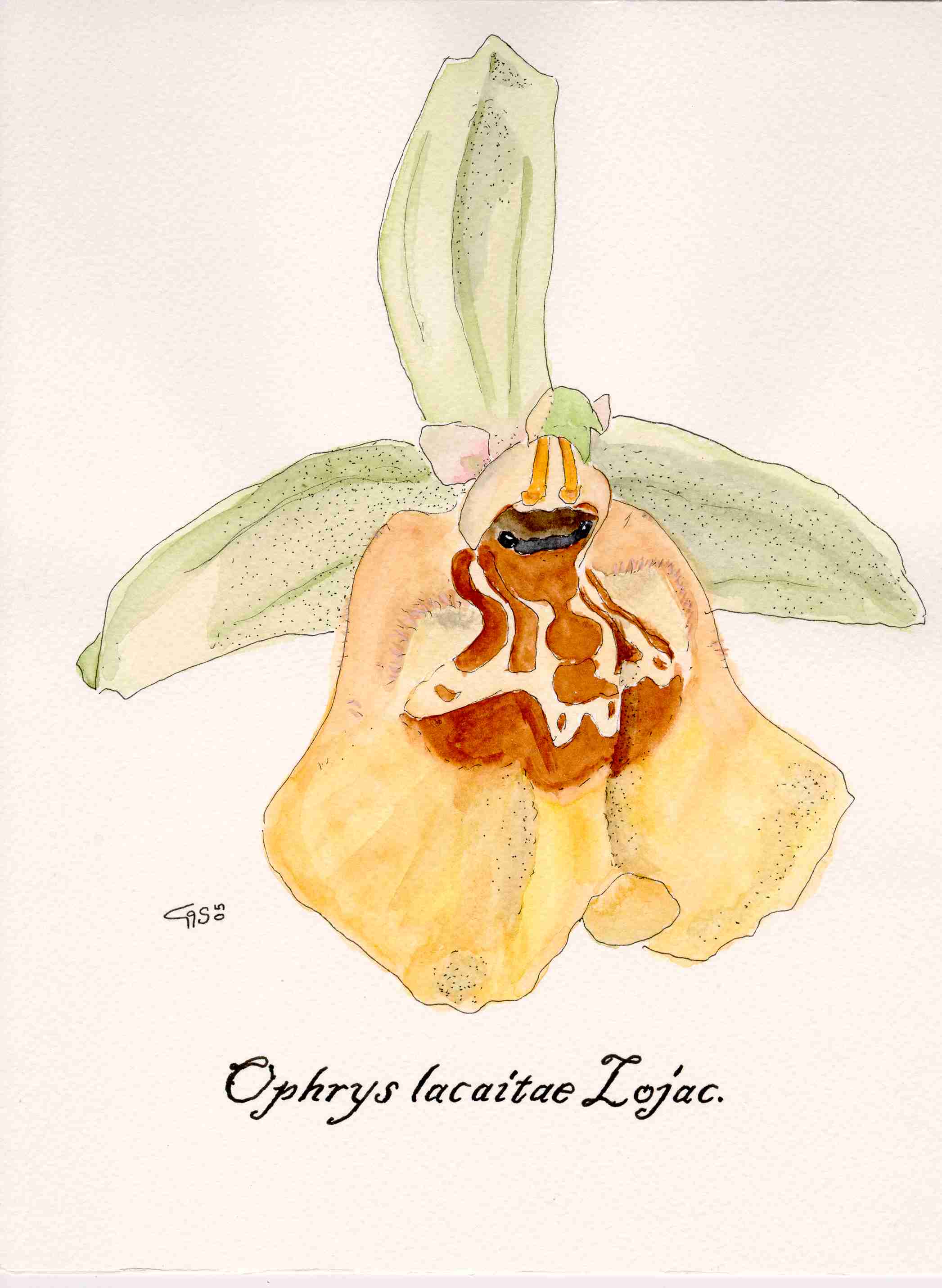 Acquarelli orchidee siciliane