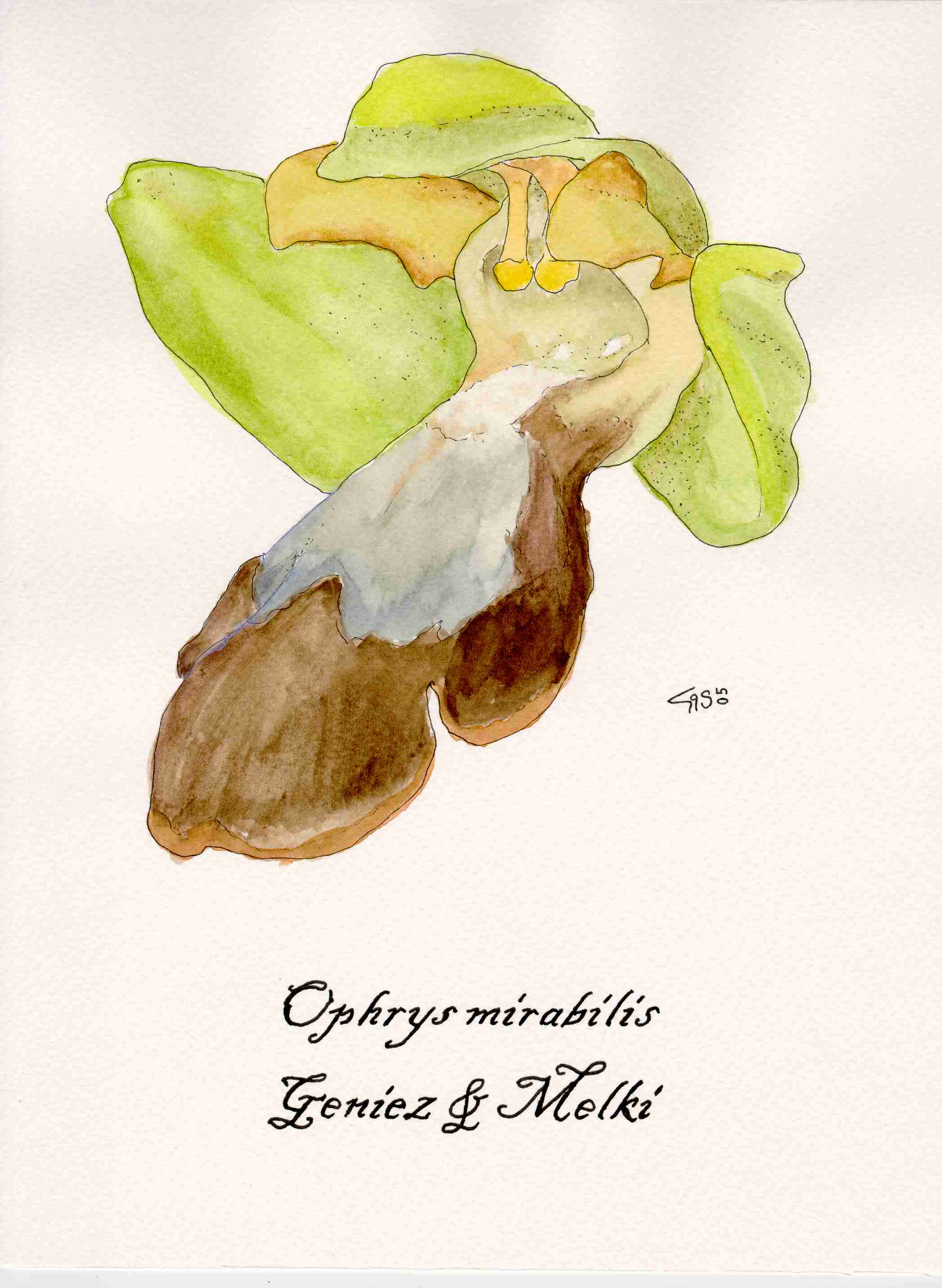 Acquarelli orchidee siciliane