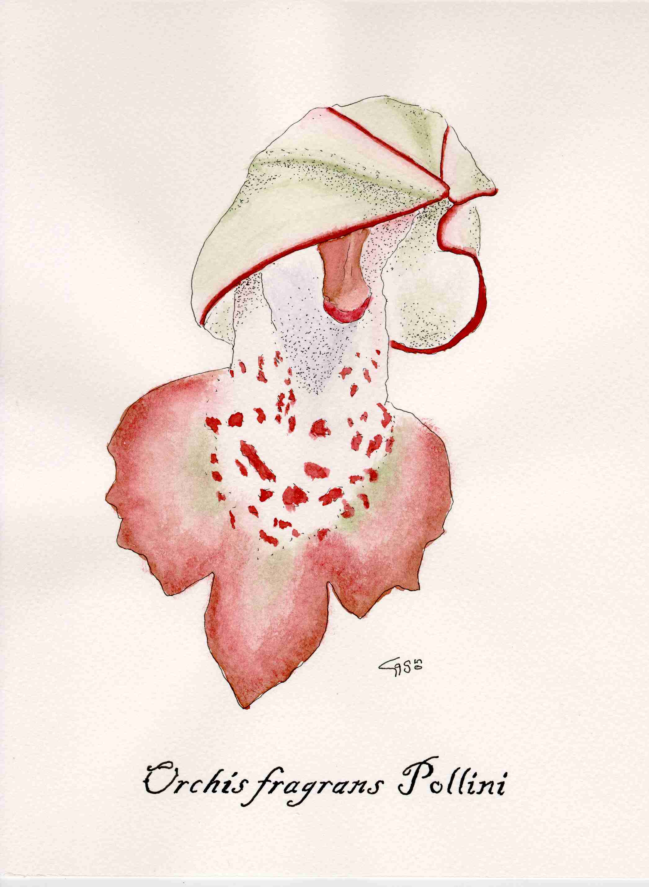 Acquarelli orchidee siciliane