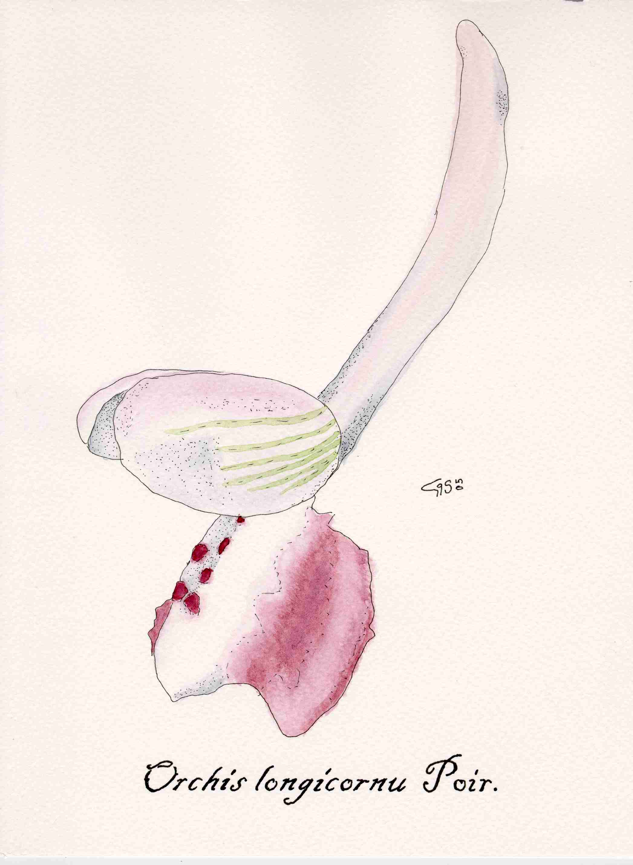 Acquarelli orchidee siciliane