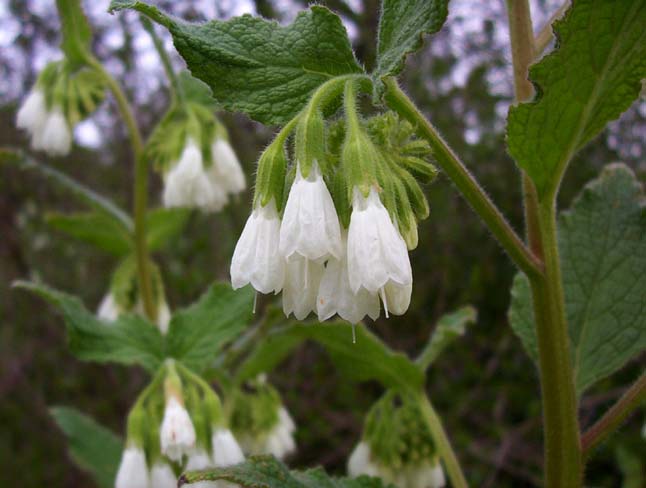 Symphytum orientale