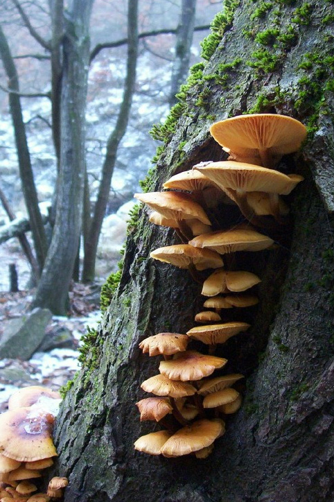 funghi invernali