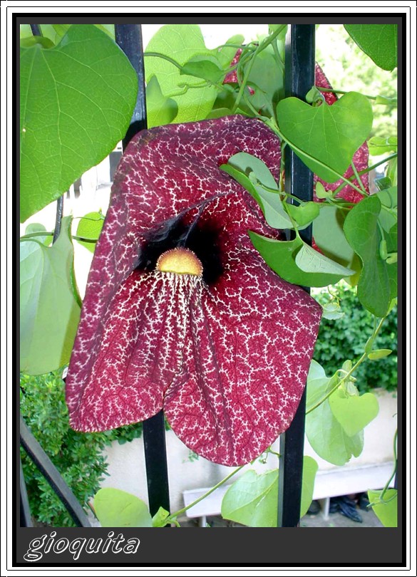 Aristolochia gigantea / Aristolochia gigante