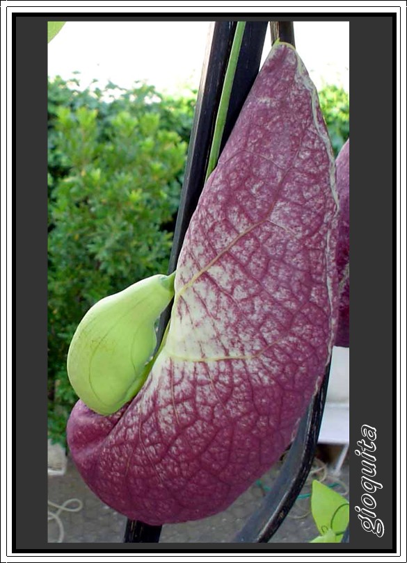 Aristolochia gigantea / Aristolochia gigante