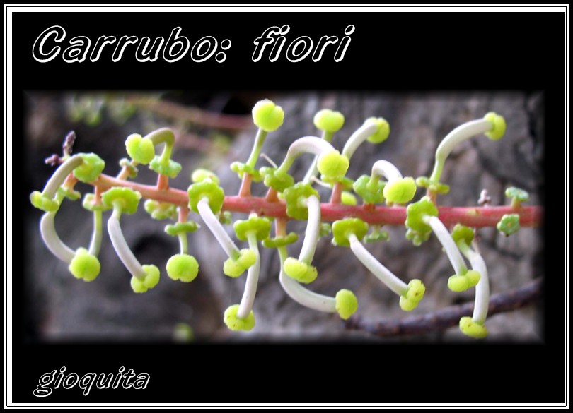 Ceratonia siliqua / Carrubo