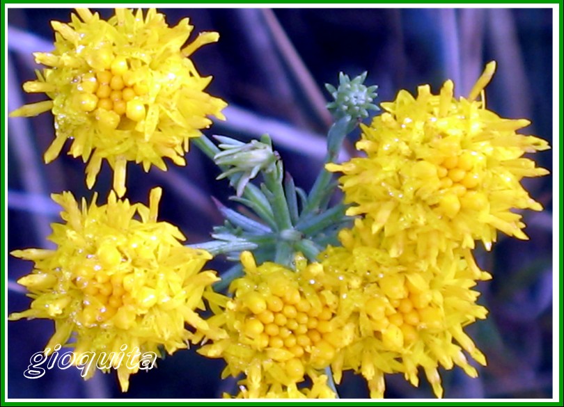 Galatella linosyris (=Aster linosyris) / Spilli d''oro