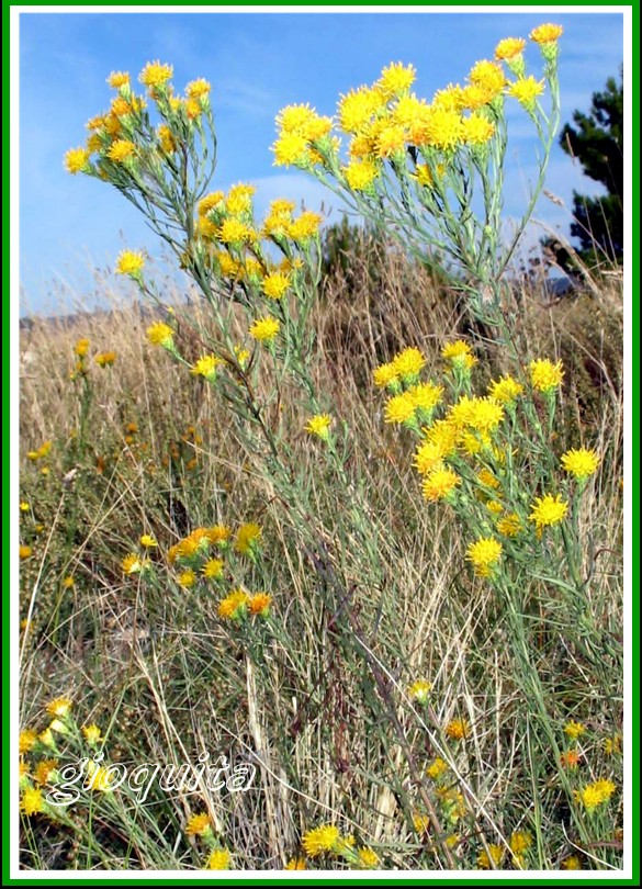 Galatella linosyris (=Aster linosyris) / Spilli d''oro