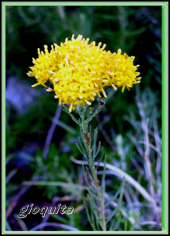 Galatella linosyris (=Aster linosyris) / Spilli d''oro