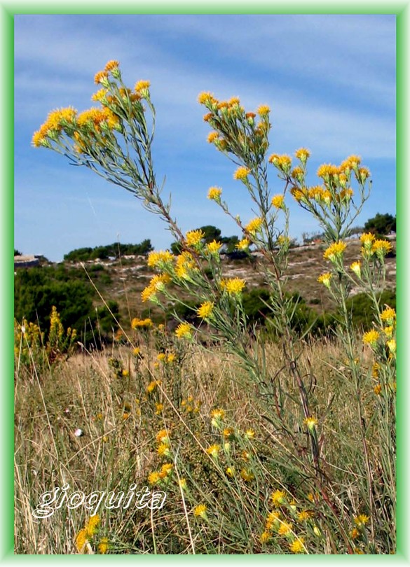 Galatella linosyris (=Aster linosyris) / Spilli d''oro