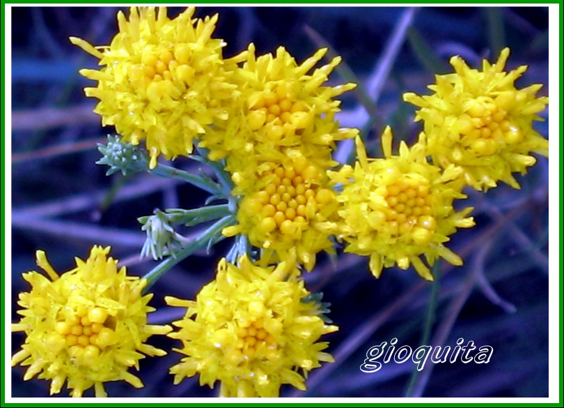 Galatella linosyris (=Aster linosyris) / Spilli d''oro