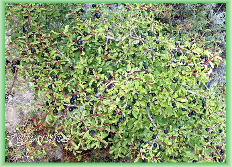 Rhamnus saxatilis / Ranno spinello