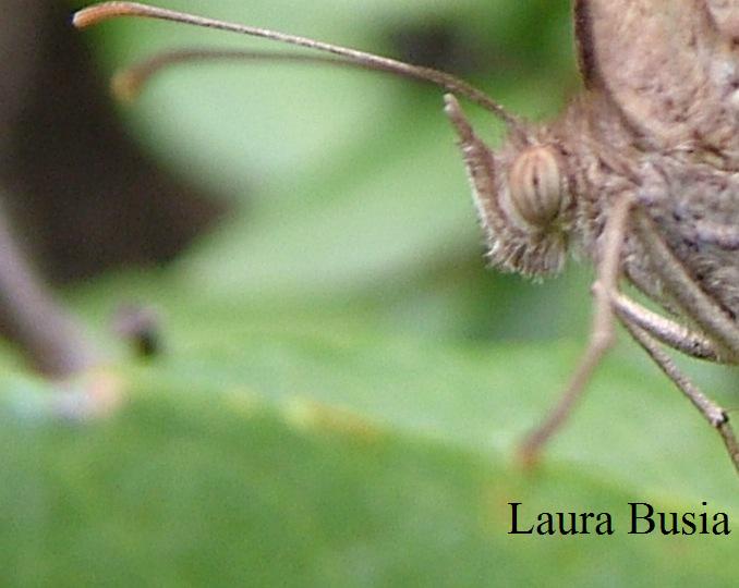 Empusa pennata a Nureci (Sardegna)