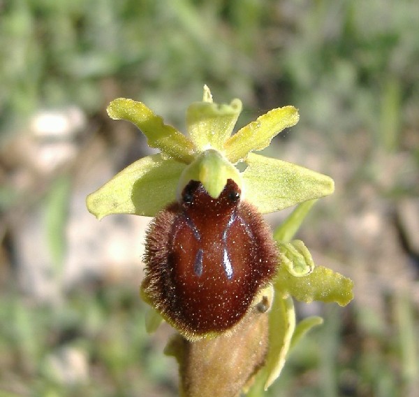 Ibridi: Ophrys tarentina x ......