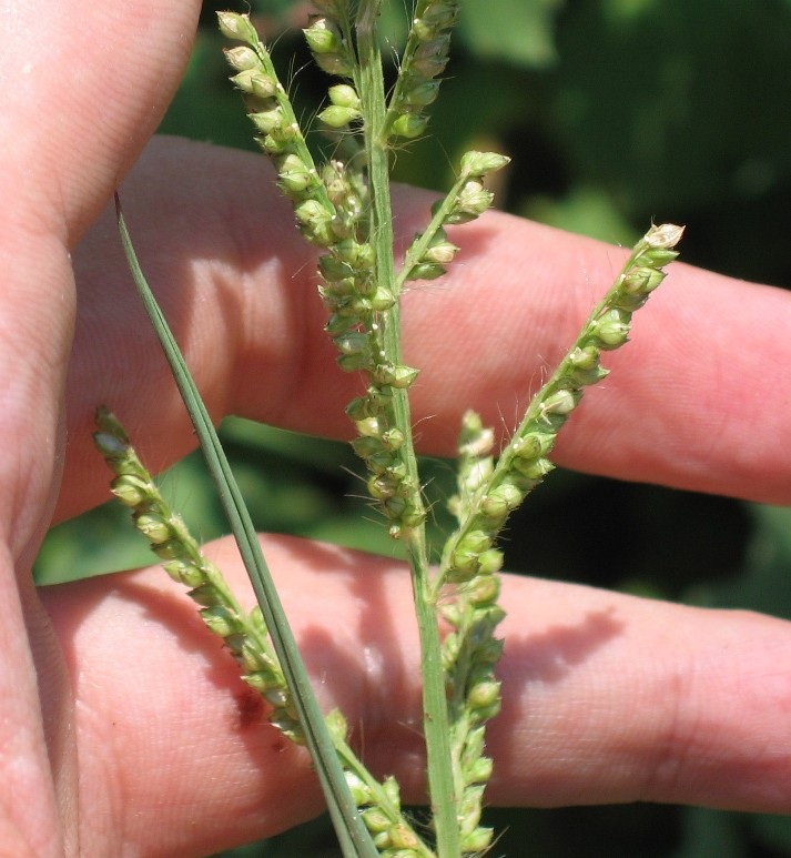 Un aiuto perfavore! Chenopodium cfr. murale