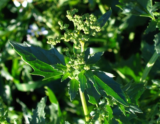 Un aiuto perfavore! Chenopodium cfr. murale