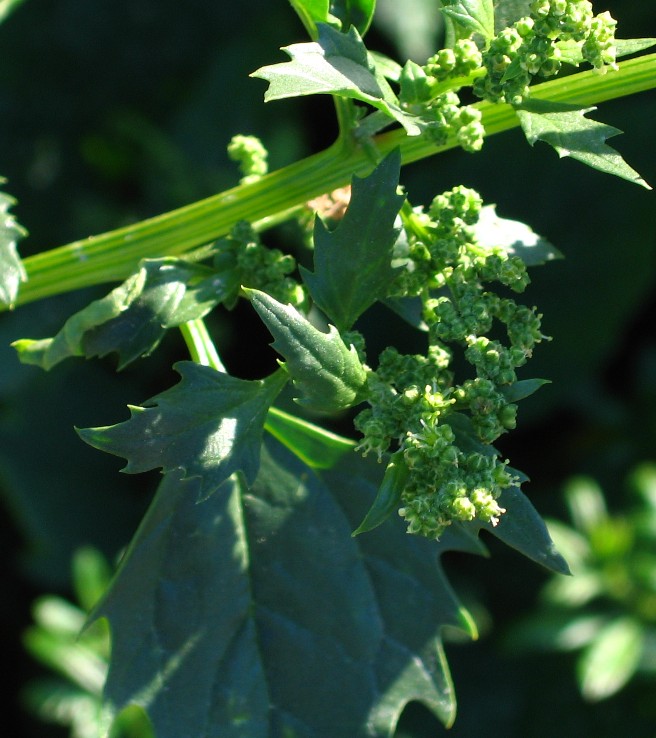 Un aiuto perfavore! Chenopodium cfr. murale