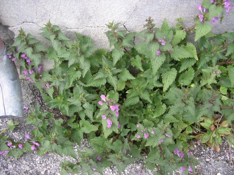 Lamium maculatum