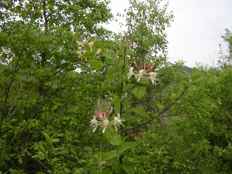 Lonicera caprifolium / Caprifoglio comune, abbracciabosco