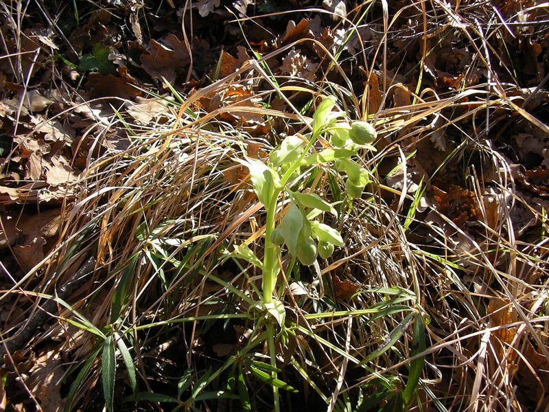 Helleborus foetidus / Elleboro puzzolente