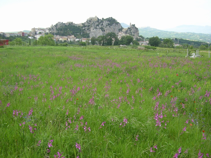 Gladiolus italicus (=segetum) / Gladiolo delle messi