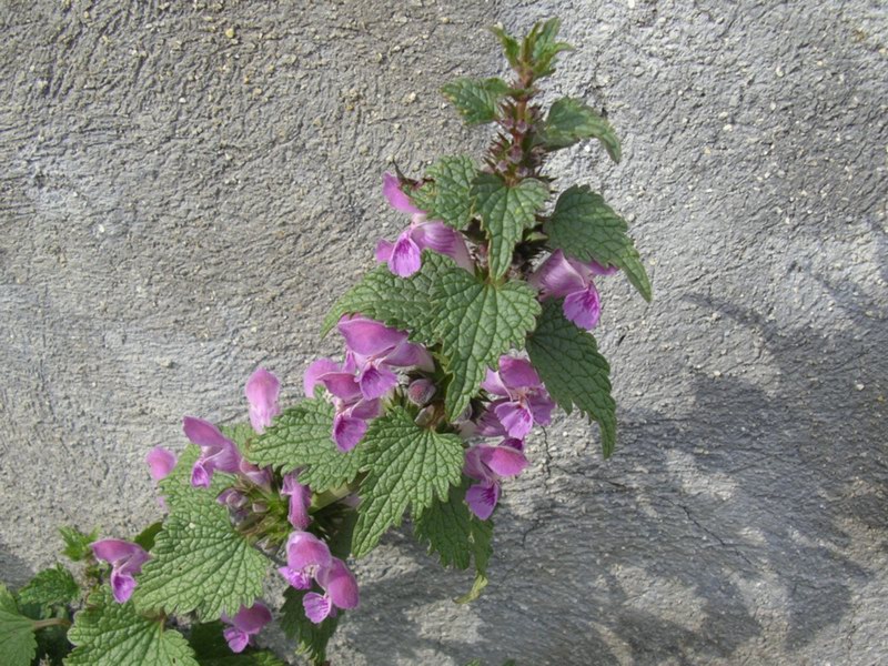 Lamium maculatum