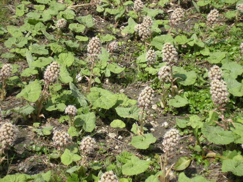 Petasites albus / Petasite bianco