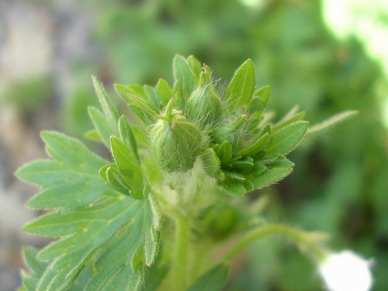 Geranium sanguineum