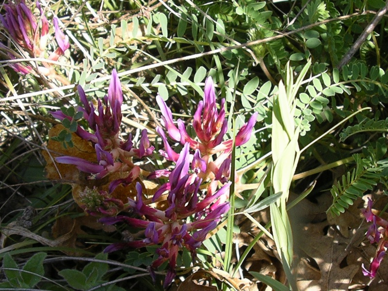 Astragalus monspessulanus / Astragalo di Montpellier