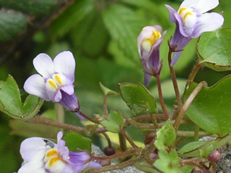 trovata su un muro a secco. Cymbalaria muralis