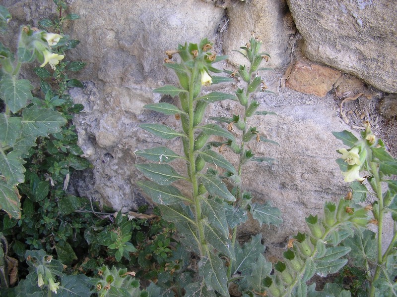 Hyoscyamus albus / Giusquiamo bianco