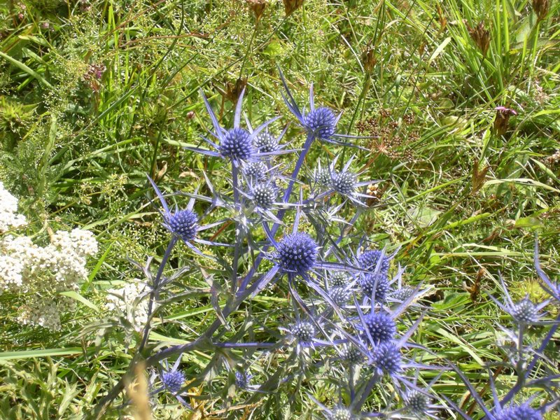 Eryngium amethystinum / Calcatreppola ametistina