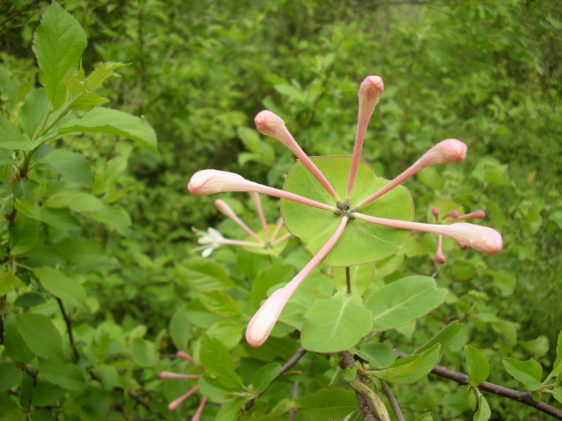 Lonicera caprifolium / Caprifoglio comune, abbracciabosco