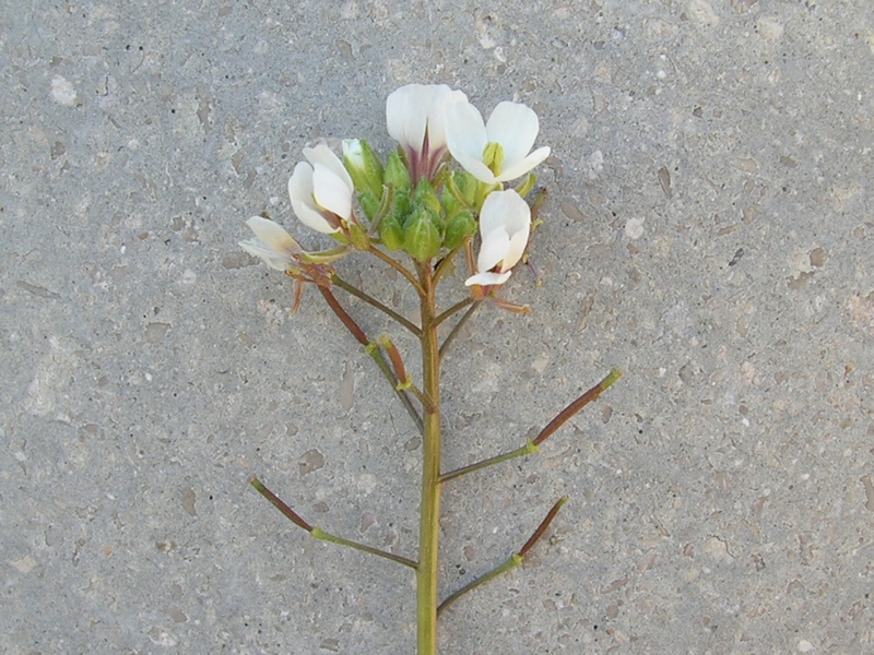 Diplotaxis erucoides / Ruchetta violacea