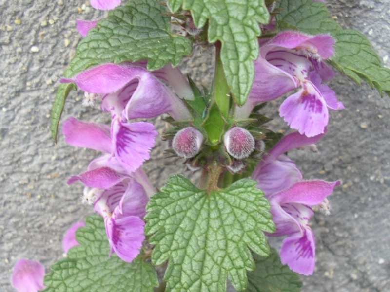 Lamium maculatum