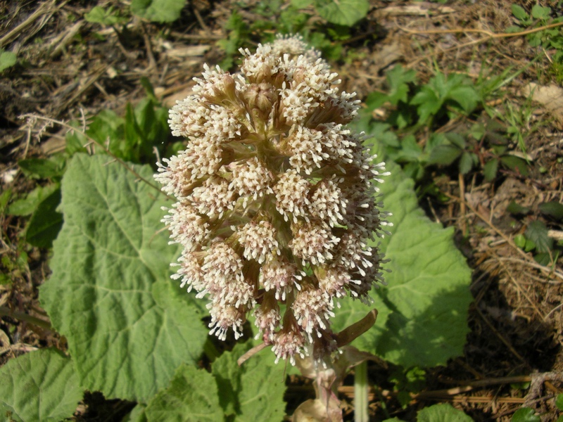 Petasites albus / Petasite bianco