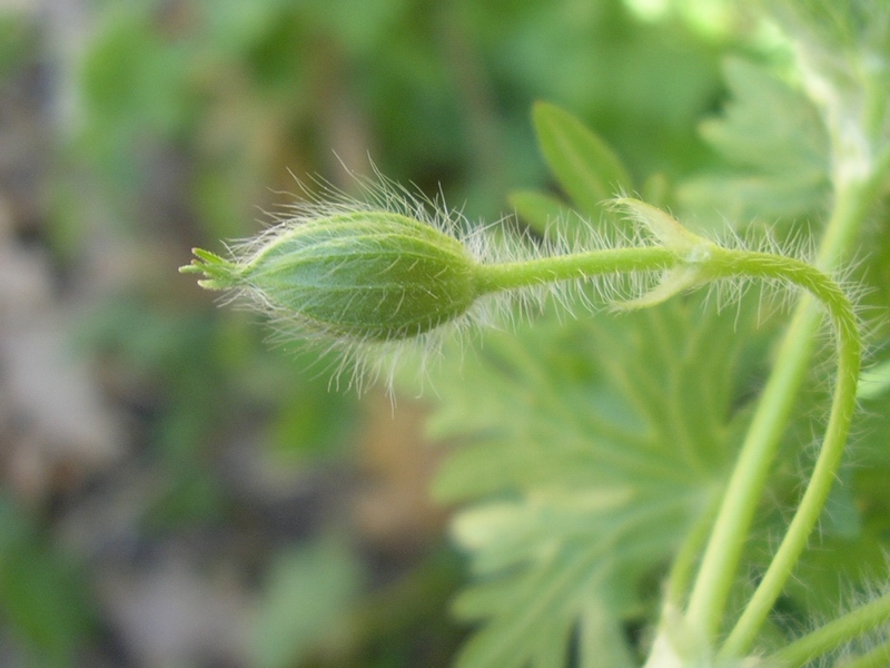 Geranium sanguineum