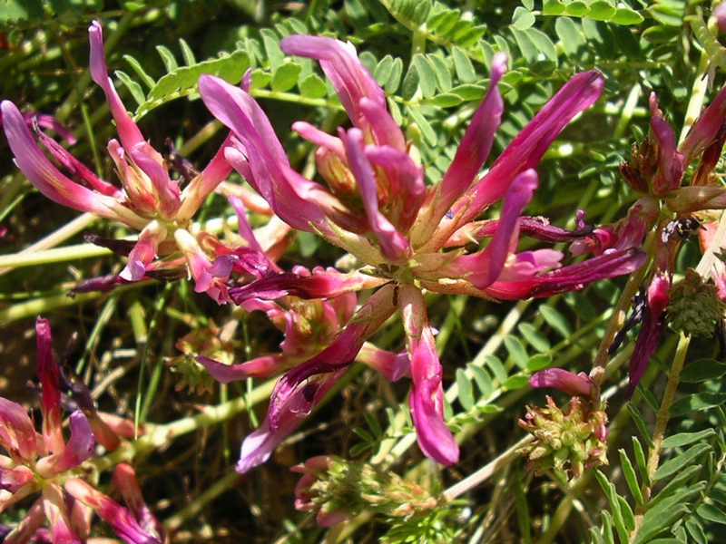 Astragalus monspessulanus / Astragalo di Montpellier