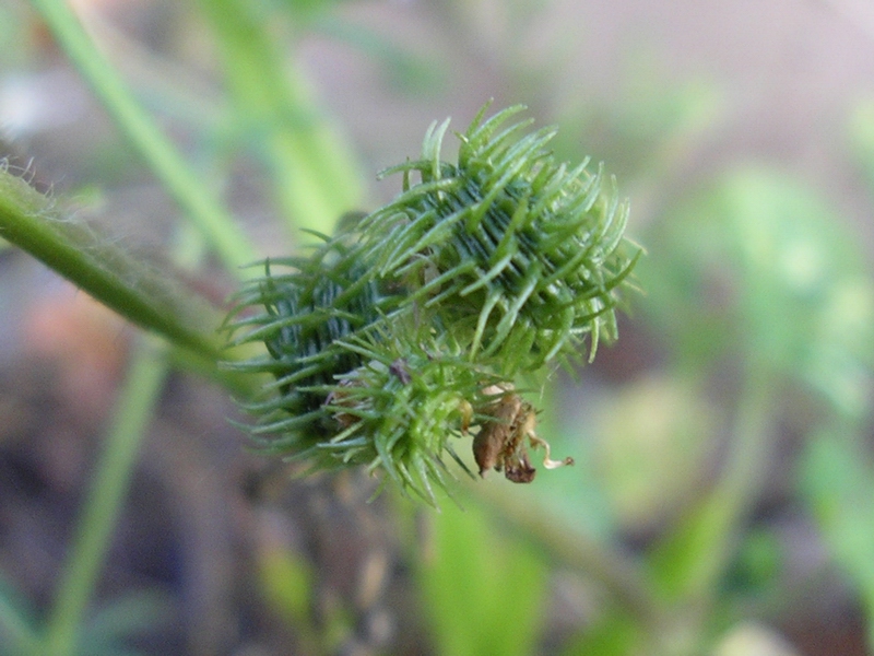 Medicago arabica / Erba medica araba