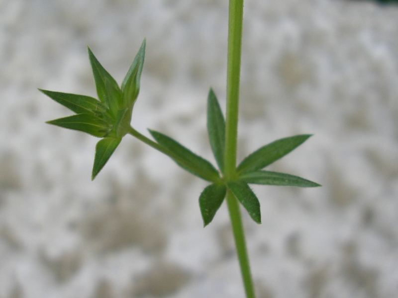 Sherardia arvensis